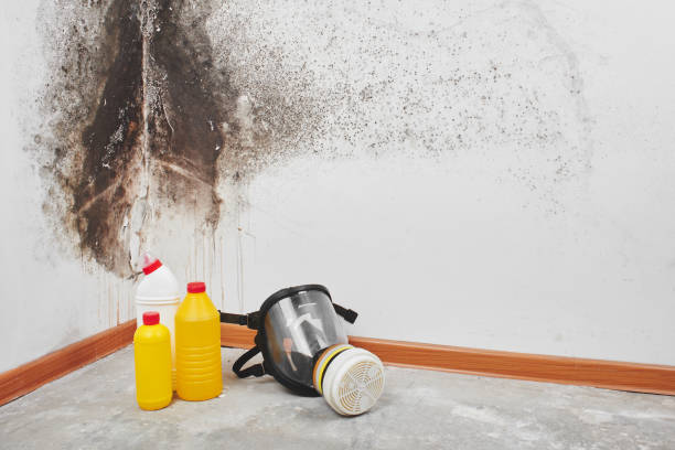 Best Mold Removal Company Near Me  in Sanborn, NY