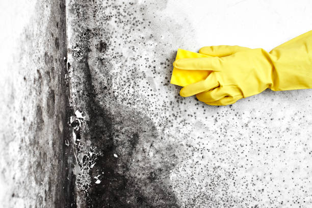 Best Black Mold Removal  in Sanborn, NY