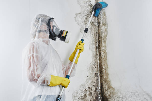 Best Certified Mold Removal  in Sanborn, NY