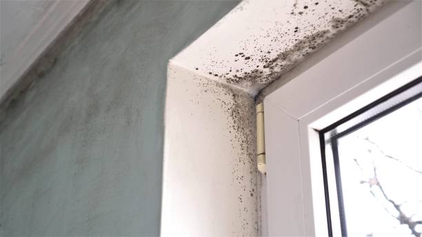 Best Residential Mold Removal  in Sanborn, NY