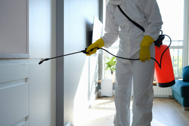 Best Toxic Mold Removal  in Sanborn, NY