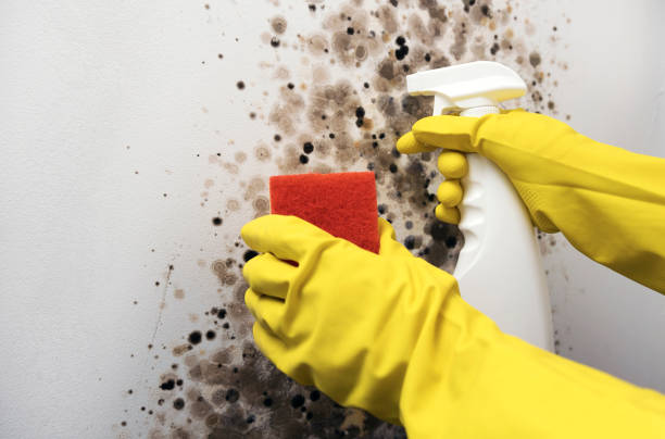 Best Professional Mold Removal  in Sanborn, NY