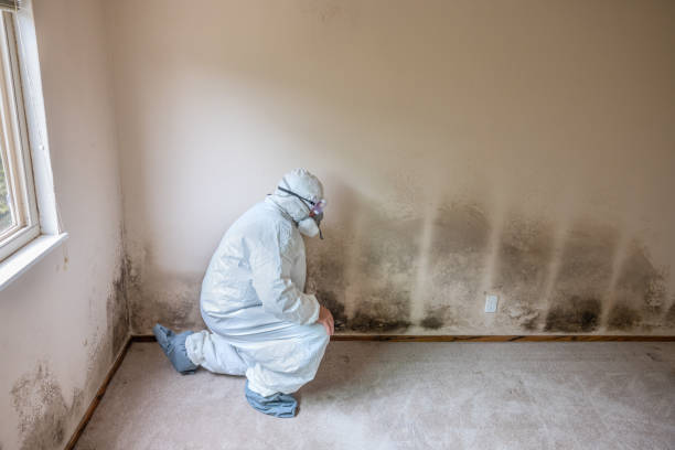 Best Office Mold Removal Services  in Sanborn, NY