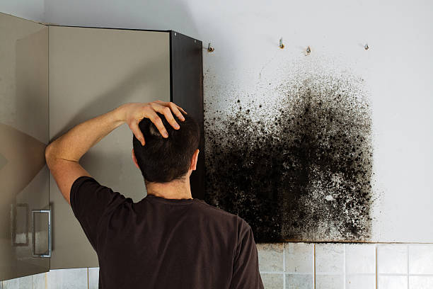 Best Residential Mold Removal  in Sanborn, NY