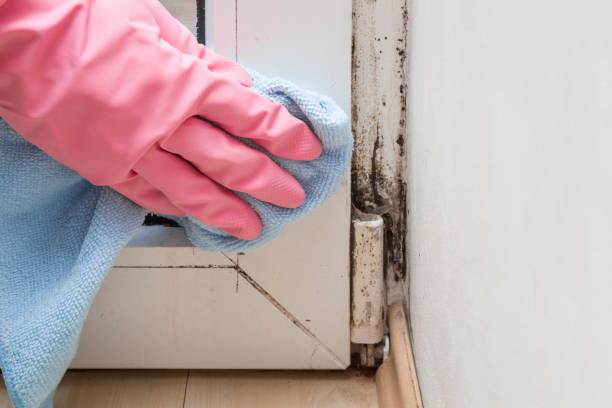 Best Mold Removal Company Near Me  in Sanborn, NY