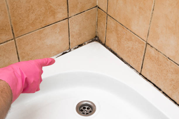 Office Mold Removal Services in Sanborn, NY